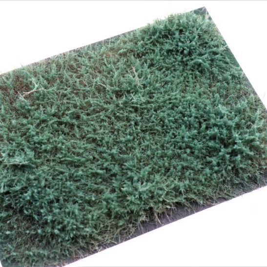 RTS Juniper shrubs blue-green
