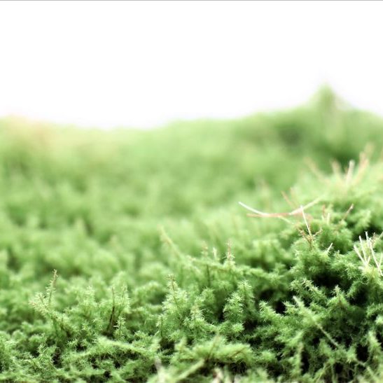 RTS 95500 Juniper bushes green