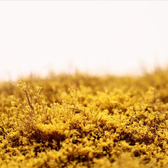 RTS Struiken Forsythia