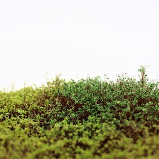 RTS Shrubs Spring