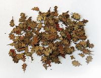 Plus Model 1/35 Withered Leaves (oak maple cherry linden birch)